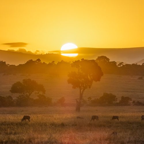 Acacia trees and wildebeest on the plains of the Maasai Mara