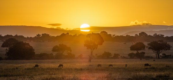 Acacia trees and wildebeest on the plains of the Maasai Mara